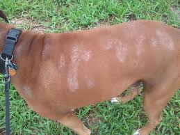 Điều trị nấm da và vảy gầu ở chó hiệu quả