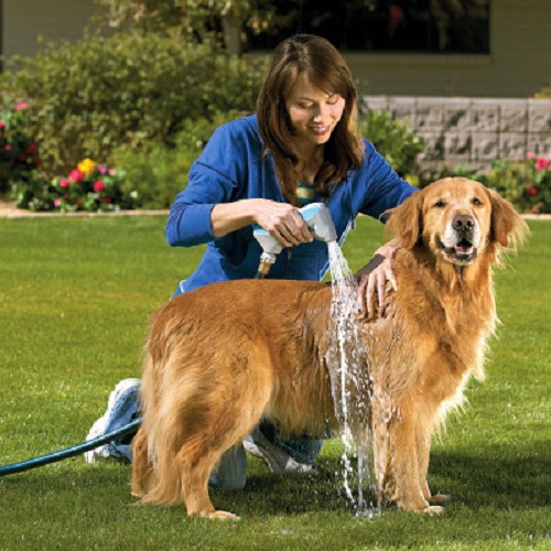 Chữa ve chó bằng cách tắm cho chó thường xuyên