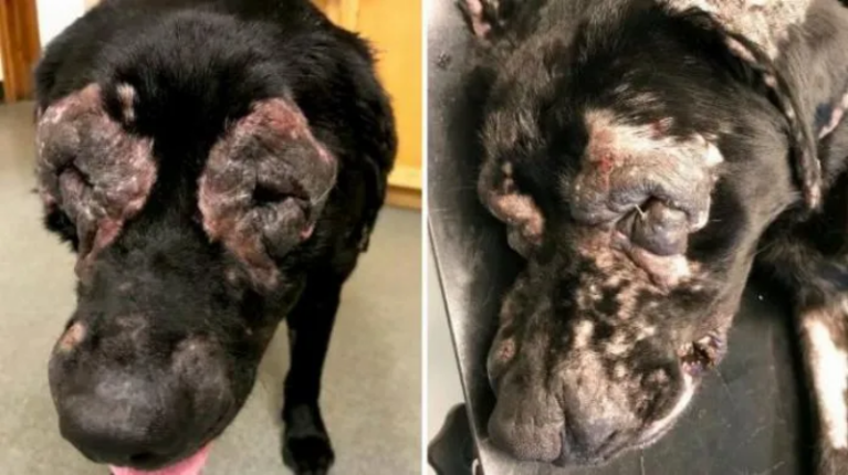 Da chó bị voi hóa, sần sùi và nhăn nheo do nhiễm ký sinh trùng ghẻ lâu ngày