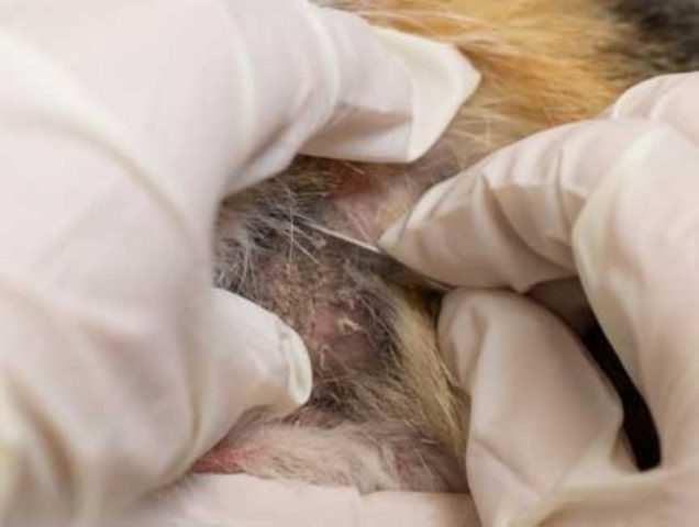 Bác sĩ thú y thực hiện phương pháp cạo da để chẩn đoán bệnh ghẻ Demodex.