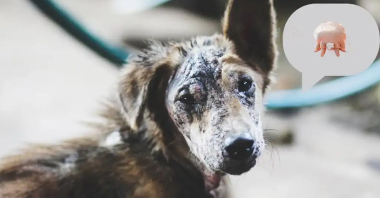 Bệnh ghẻ chó mèo