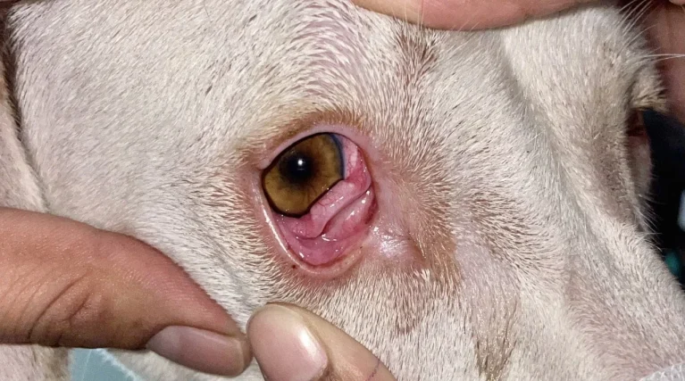 Bệnh mộng mắt Cherry Eye do thoát vị tuyến lệ mi thứ 3 ở chó.