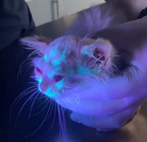 Bác sĩ thú y dùng đèn Wood soi phát hiện bào tử bệnh nấm đồng xu ở mèo phát sáng màu xanh huỳnh quang.