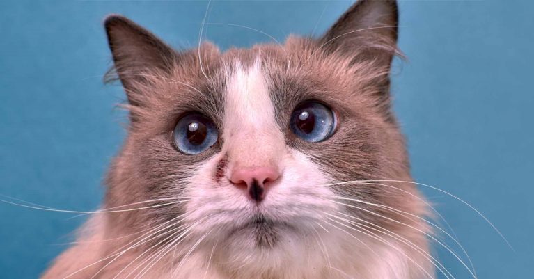 Bệnh nấm đồng xu ở mèo