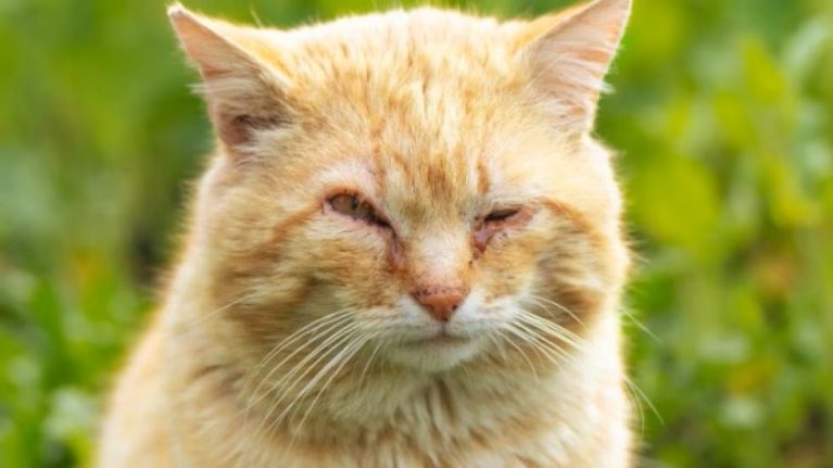 Đôi mắt sưng đỏ và chảy dịch là dấu hiệu cấp bách cần can thiệp y khoa để bảo vệ thị lực.