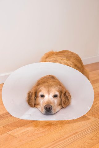 Đeo loa chống liếm và sử dụng thuốc xịt đặc trị là cách chữa da chó có đốm tròn hiệu quả tại nhà.