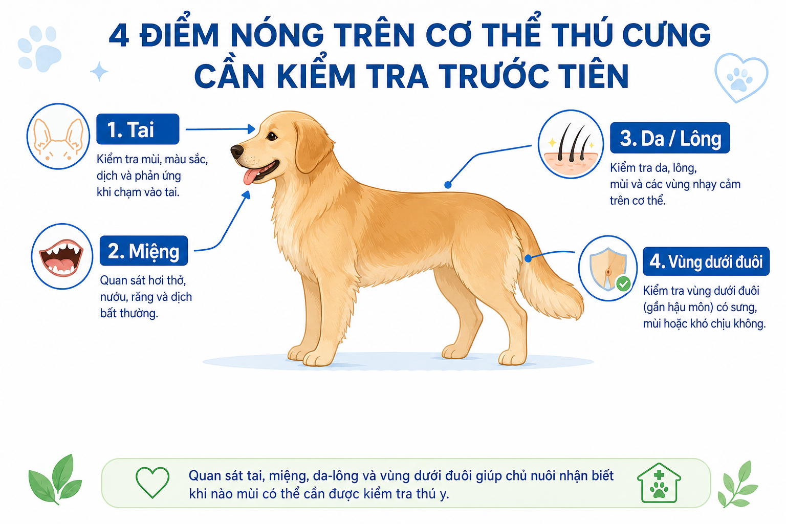 Minh họa bốn khu vực cần quan sát khi chó mèo có mùi bất thường gồm tai, miệng, da-lông và vùng hậu môn