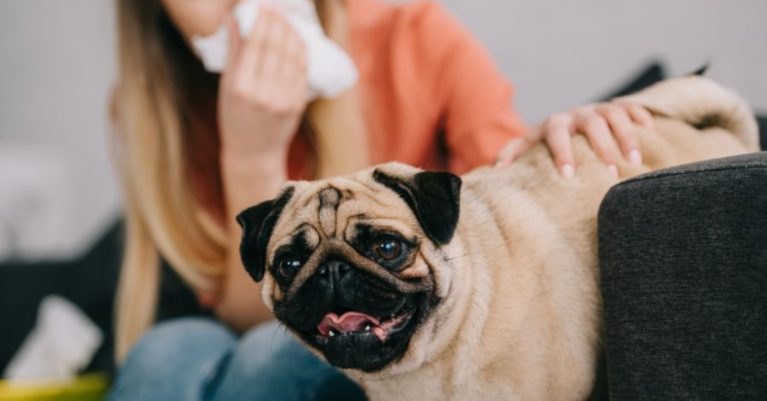 cách khử mùi hôi chó mèo trong nhà