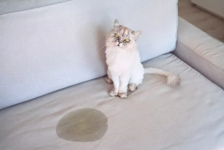 Chú mèo Ba Tư lông dài trắng ngồi cạnh một vết bẩn ướt sẫm màu rõ rệt do nước tiểu mèo trên nệm ghế sofa nỉ xám.