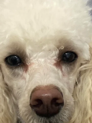 Chó Poodle lông trắng bị vệt ố nước mắt màu nâu đỏ do đổ ghèn và vi khuẩn tích tụ lâu ngày.