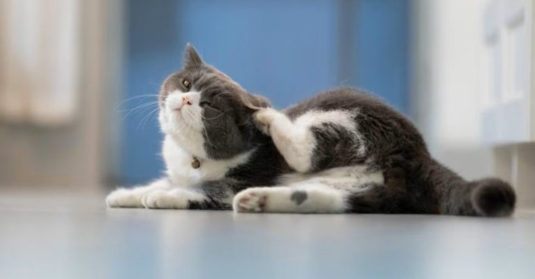 Cách trị vảy gàu cho chó mèo