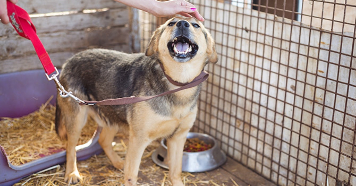 Cách vệ sinh chuồng khi chó bị ghẻ