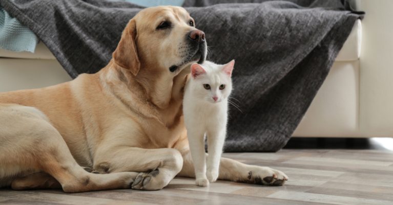 Cẩm nang vệ sinh, khử mùi nhà nuôi chó mèo