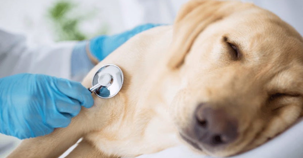 Cảnh báo ngộ độc hóa chất ở chó và mèo