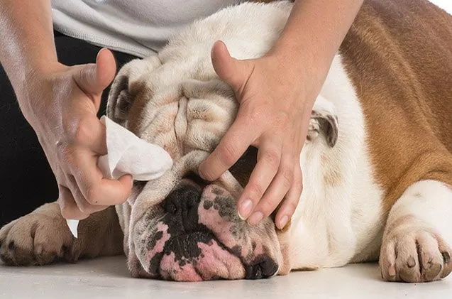 Làm sạch và lau khô các nếp nhăn dưới mắt là thao tác bắt buộc để ngăn chặn mùi hôi chua ở chó Bulldog.