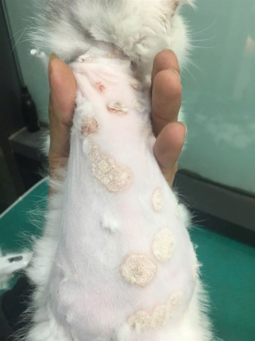 Cạo lông sát bề mặt da không những không ngừa được nấm mà còn làm tăng rủi ro xước da, viêm nhiễm thứ phát.