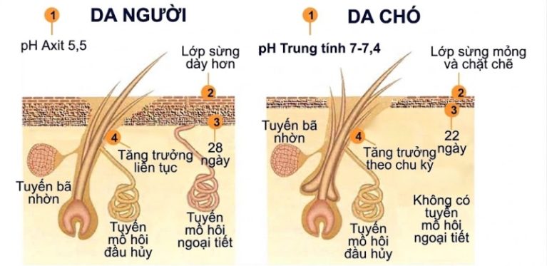 Biểu bì da chó chỉ bằng 1/3 độ dày của người