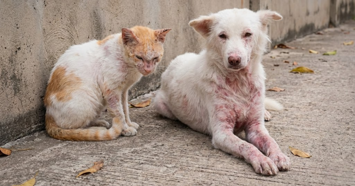 Cẩm nang chăm sóc da chó mèo đúng cách