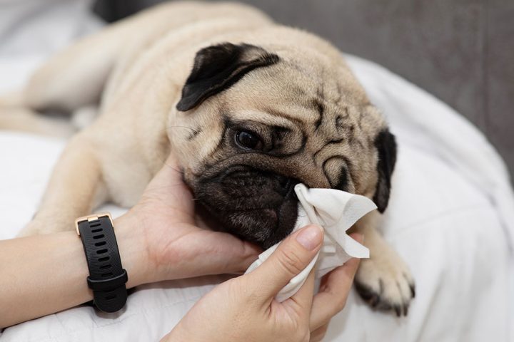 Hốc mắt nông và lệ đạo gập khúc khiến chó Pug thường xuyên bị trào nước mắt sống.