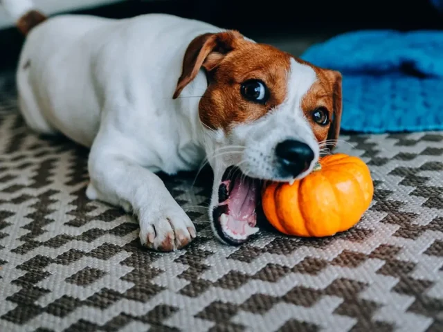 Chó đang ăn bí đỏ giúp bổ sung Vitamin A sáng mắt.