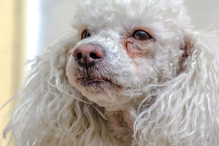 Chó Poodle bị chảy nước mắt sống liên tục gây ra tình trạng ố lông màu nâu đỏ ở hai bên khóe mắt do bít tắc lệ đạo.