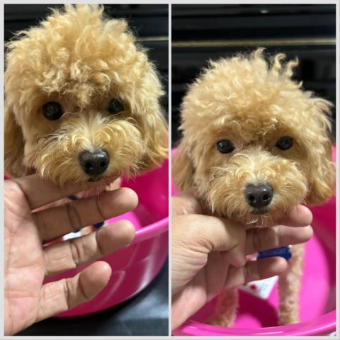 Hình ảnh trước và sau khi trị ố mắt chó Poodle bằng cách vệ sinh khóe mắt hàng ngày.