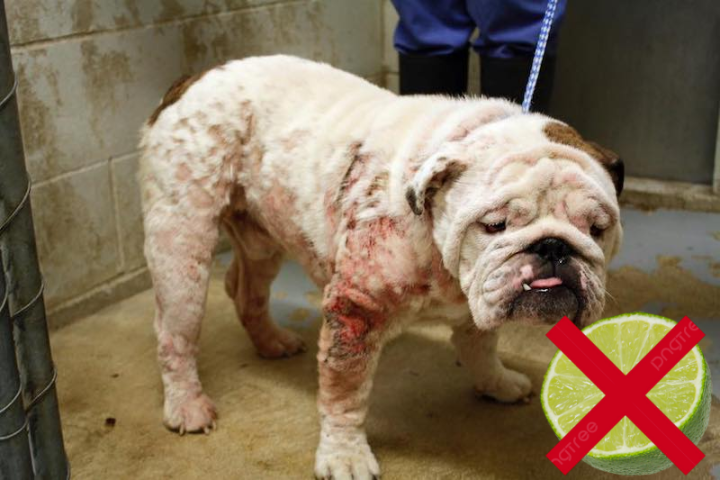 Những sai lầm dân gian cấm làm khi chó bị ghẻ lở chảy máu.