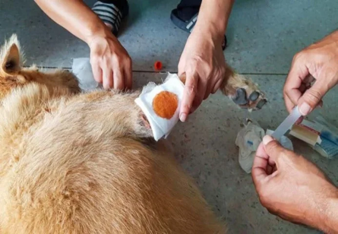 Hướng dẫn các bước sơ cứu, cắt lông và sát trùng khi chó bị ghẻ lở.