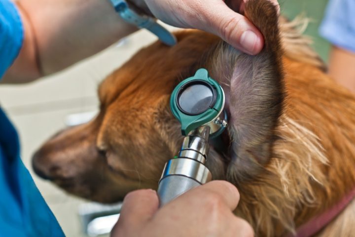 Bác sĩ thú y đang sử dụng đèn soi tai chuyên dụng để kiểm tra sâu bên trong ống tai chó bị viêm nhiễm.