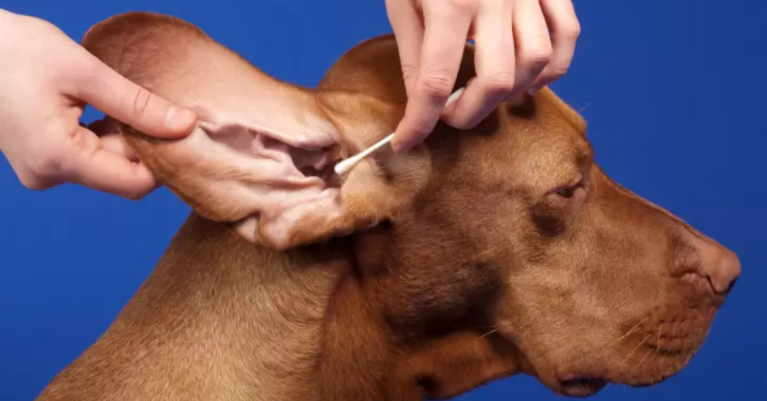 Chó bị hôi tai