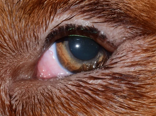 Cận cảnh chó bị lông quặm (quặm mi)