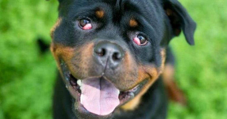 Chó bị mộng thịt