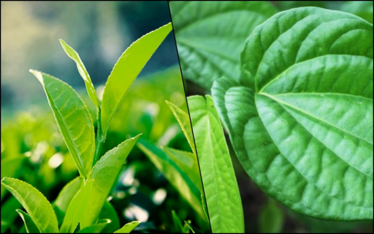 Lá trầu không và lá chè xanh