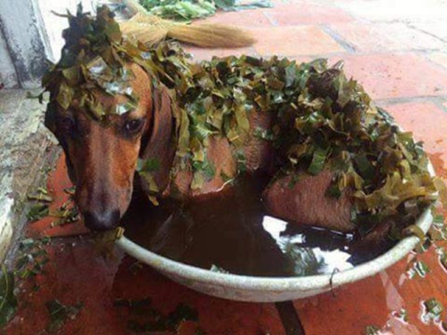 Hình ảnh một chú chó đang được tắm lá