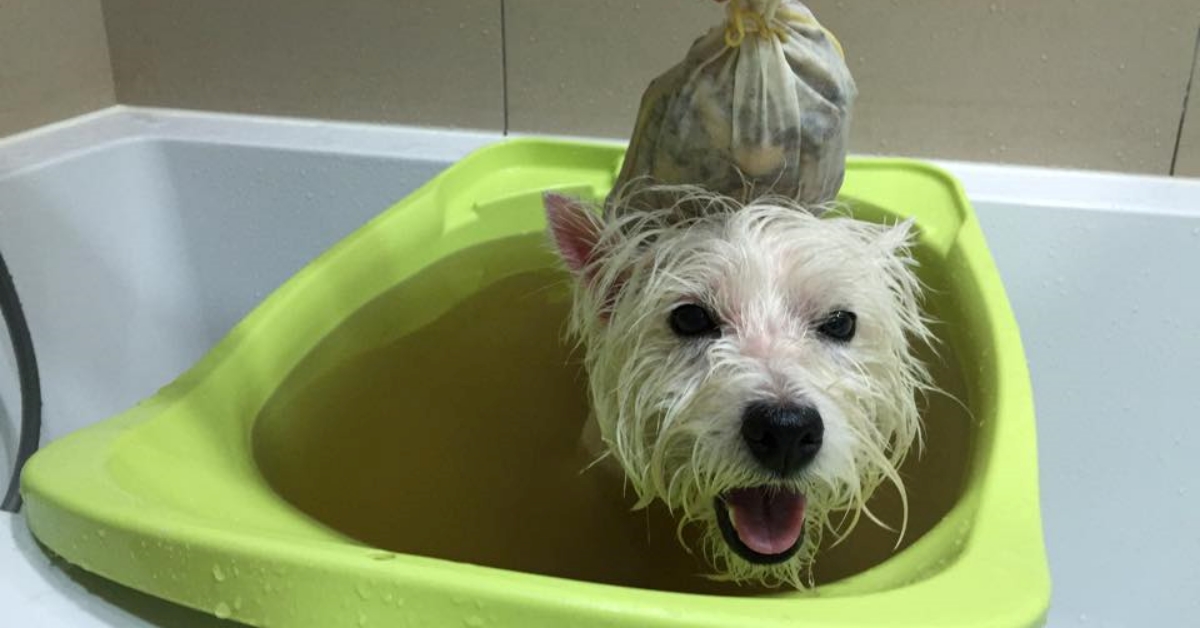 Chó bị nấm tắm lá gì