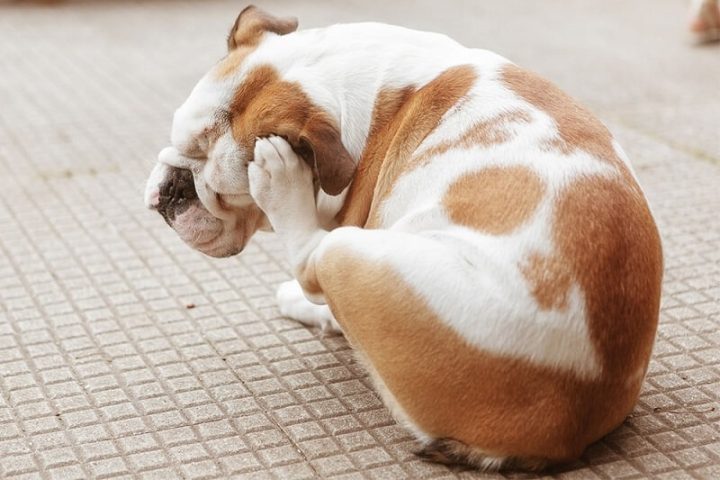 Chó gãi ngứa liên tục ở vùng cổ và tai do nhiễm ký sinh trùng hoặc nấm da.