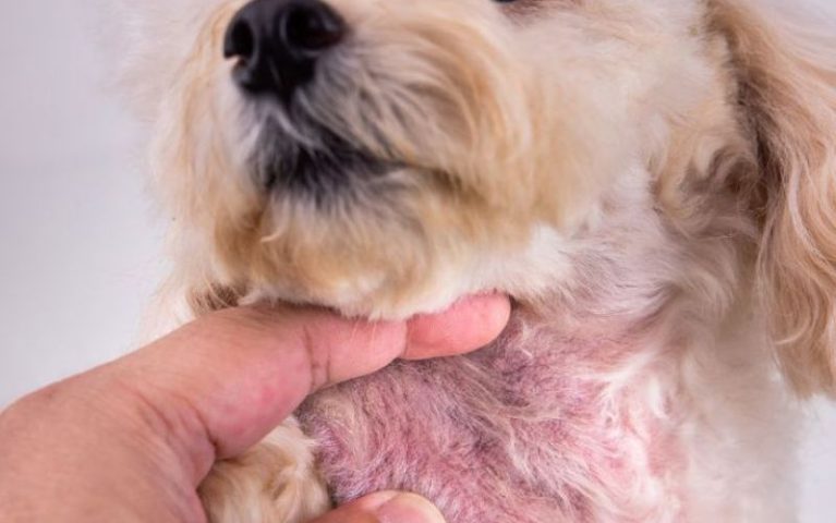 Chó gãi trầy da chảy máu và lở loét do nhiễm ghẻ Sarcoptes gây ngứa dữ dội.