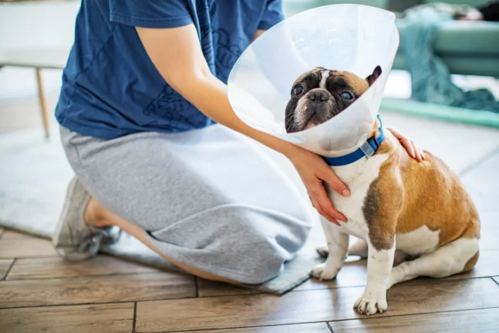 Đeo loa chống liếm cho chó bị ngứa da để ngăn chặn hành vi cắn và liếm vết thương lở loét.