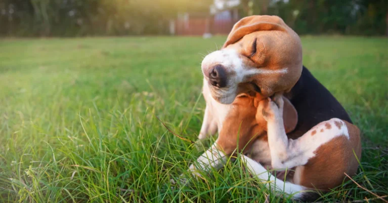 Nguyên nhân chó bị ngứa da và cách khắc phục