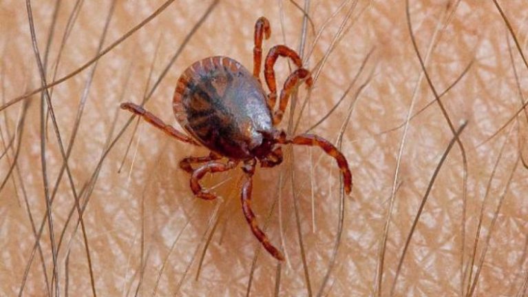 Cận cảnh rận chó đang di chuyển sâu bên trong lớp lông