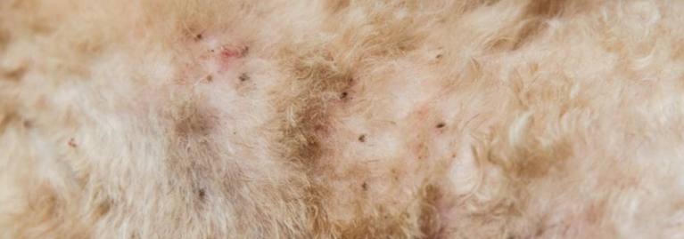 Da bụng chó bị viêm, nổi mẩn đỏ do gãi liên tục khi bị rận ký sinh.