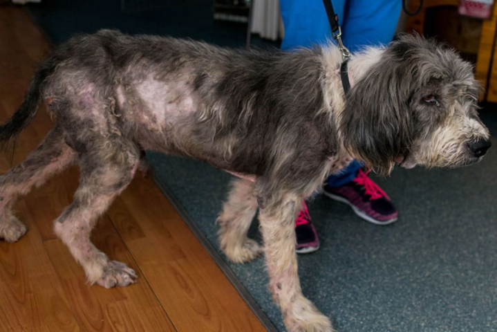 Một chú chó lớn lông dài bị rụng lông diện rộng nghiêm trọng trên lưng, hông và chân sau, lộ ra làn da viêm đỏ và cơ thể gầy gò.