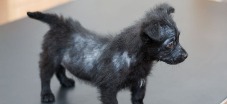 Một chú chó con lông đen nhỏ bị rụng lông lổ đổ thành từng mảng thưa thớt trên lưng và sườn