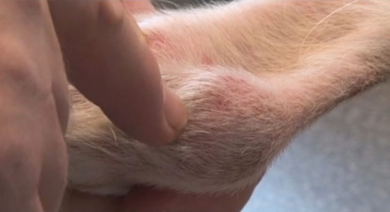 Chó bị viêm da có mủ Pyoderma với các vết lở loét và tấy đỏ