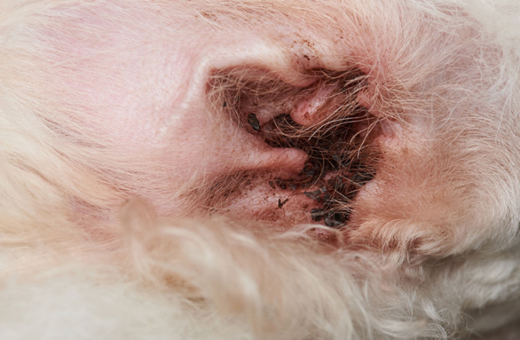 Kiểm tra tai chó mỗi ngày để phòng ngừa hôi tai, thối tai