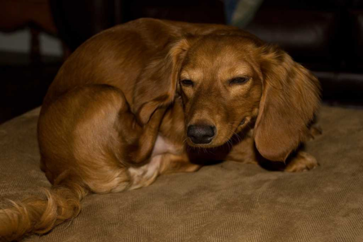 Chó bị ghẻ và nấm cắn gãi da liên tục khiến vùng lông ở chân sau bị rụng loang lổ và sưng đỏ.