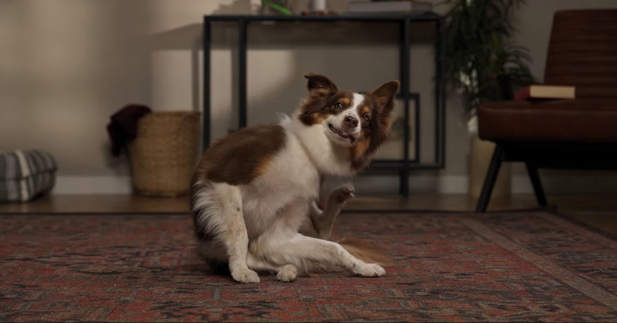 Chó gãi nhiều về đêm co sao không?