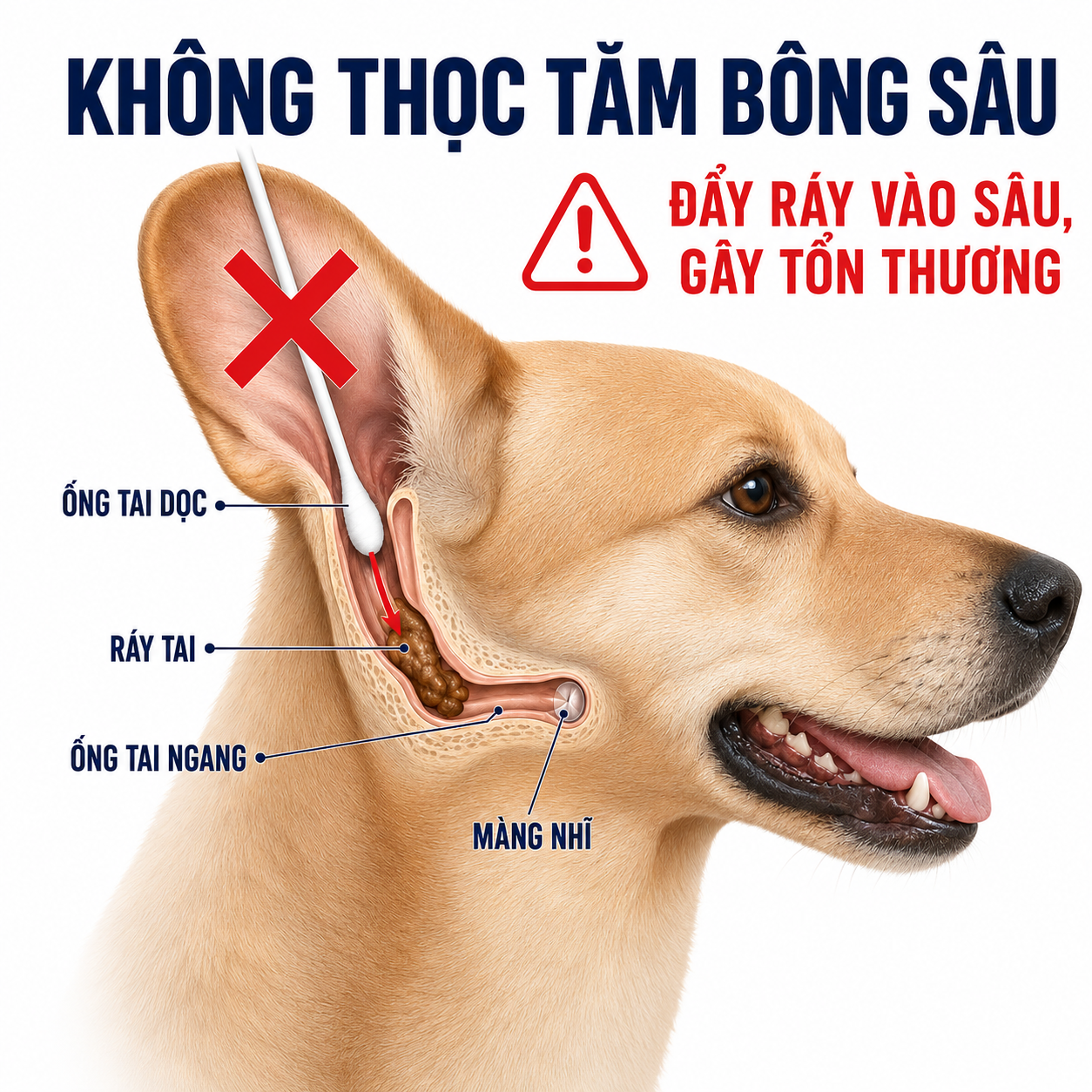 Sơ đồ minh họa rủi ro khi dùng tăm bông thọc sâu vào ống tai chữ L của chó mèo khiến chất bẩn bị đẩy vào sát màng nhĩ.