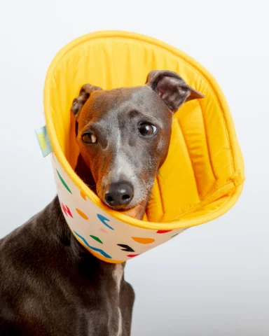 Chó đeo vòng cổ Elizabeth loa chống liếm để bảo vệ vết xước và lớp thuốc đang xịt