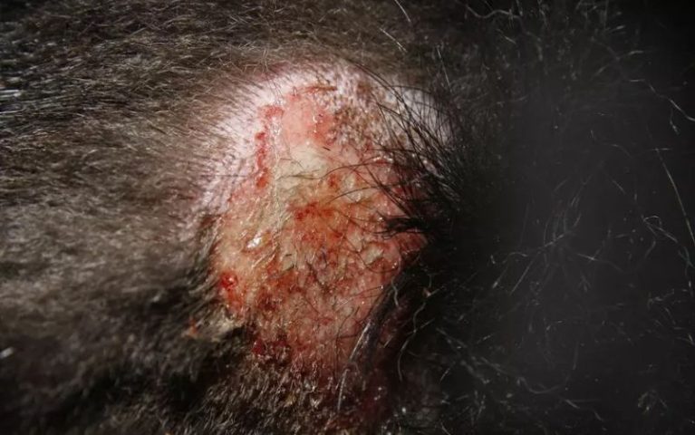 Chó cào gãi liên tục do ngứa ngáy, dẫn đến trầy xước và viêm nhiễm da bề mặt